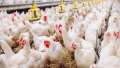 انخفاض أسعار الدواجن فى مارس.....
